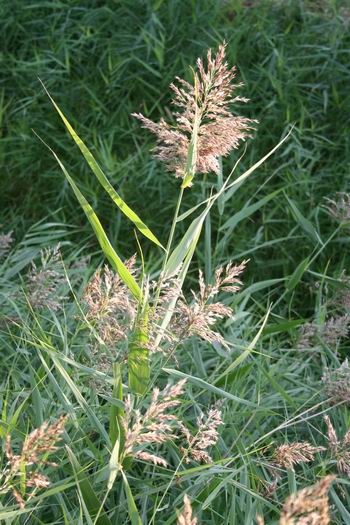 Resize_of_gras_in_bloei_18092008