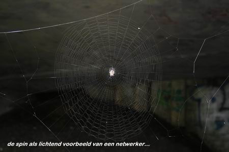 Resize_of_spin_met_web_bij_spoorbru