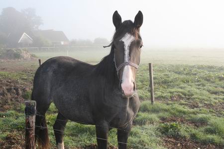 Resize_of_paard_nevel_27092008
