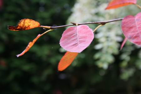 Resize_of_20081013_5108