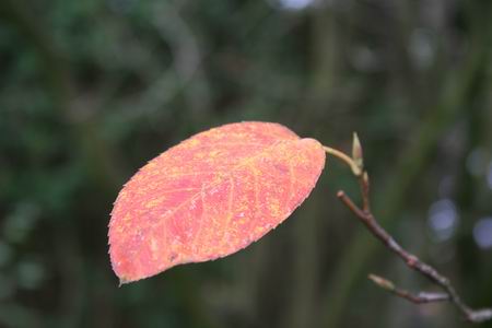 Resize_of_20081013_5109