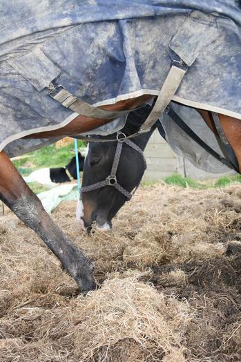 Resize_of_paarden_bij_zwama_6_03102