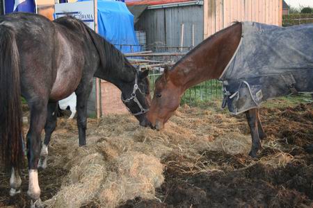 Resize_of_20081023_5482