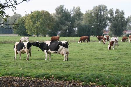 Resize_of_20081010_5039