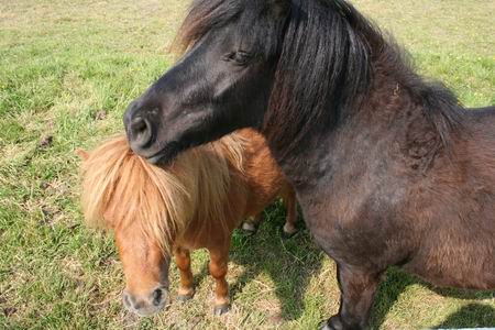 Resize_of_ponys_noordhorn_westkant_