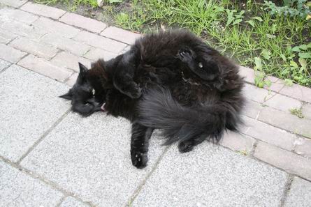 Resize_of_murkje_05082008