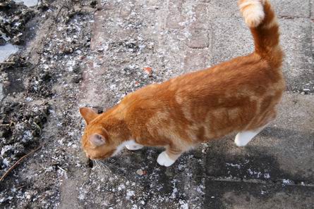 Resize_of_buurpoes_onderzoekt_maart