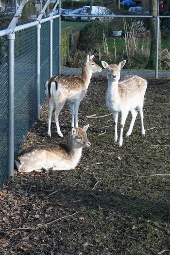 Resize_of_damherten_14022009