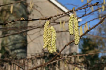 Resize_of_lentekatjes_4_14022009