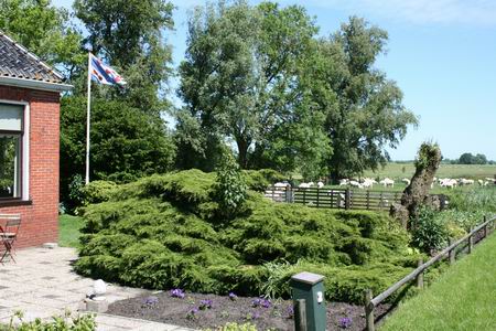 Resize_of_friese_vlag_28052009