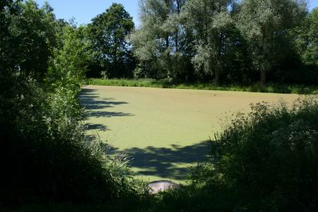 Resize_of_park_grijpskerk_2_2805200