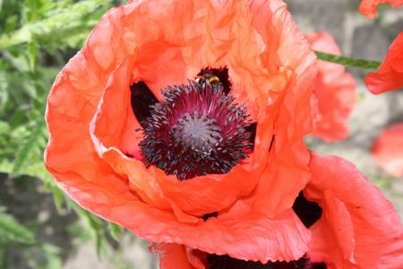 Resize_of_papaver_1_04062009
