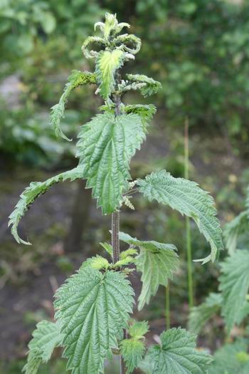 Resize_of_brandnetel_onder_luis_220