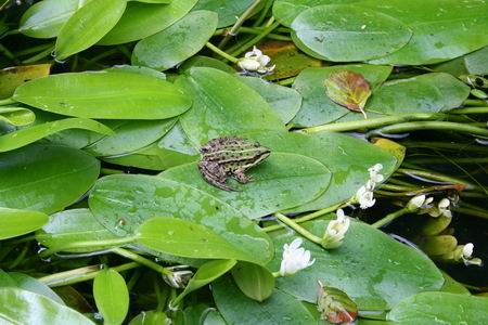 Resize_of_de_weerd_kikker_22062009