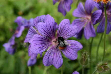 Resize_of_bloem_met_insect_2_040620