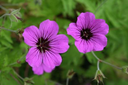 Resize_of_bloemen_buren_2_22062009