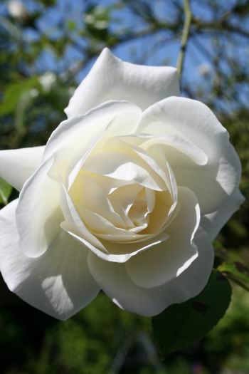 Resize_of_klimroos_3_01062009