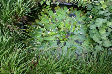 Resize_of_de_weerd_vijvertje_220620