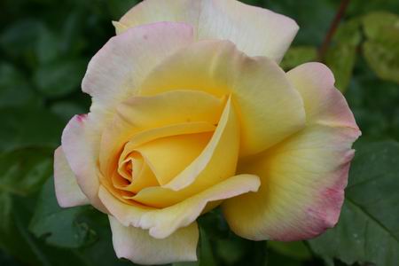 Resize_of_theeroos_4_03062009