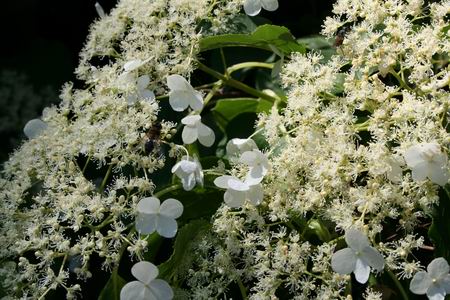 Resize_of_klimhortensia_2_01062009