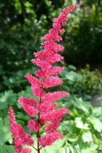 Resize_of_20090701_9999_10