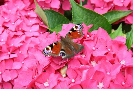 Resize_of_hortensias_6_26072009