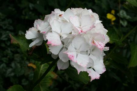 Resize_of_hortensias_4_26072009