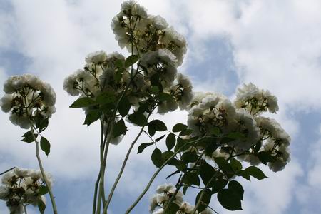 Resize_of_20090701_9999