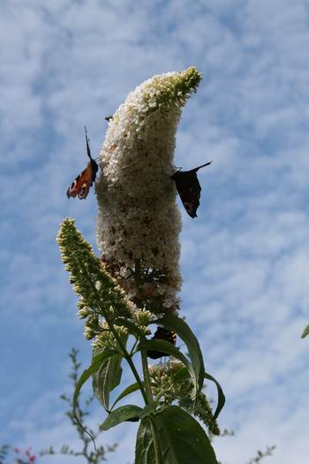 Resize_of_vlinders_5_01082009