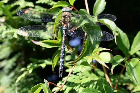 Resize_of_libelle_5_23082009