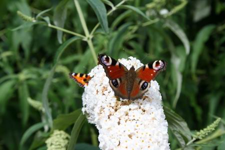 Resize_of_vlinders_1_01082009