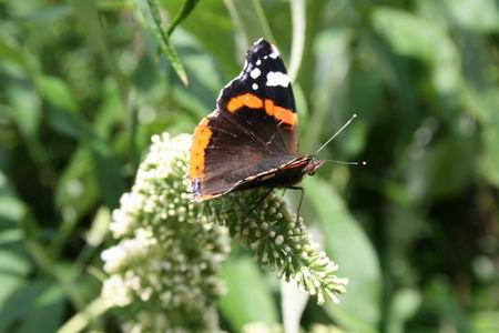 Resize_of_vlinders_8_01082008