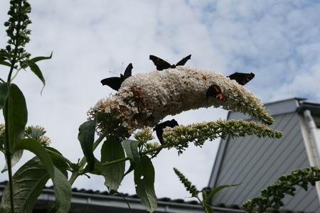 Resize_of_vlinders_4_01082009