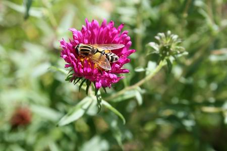 Resize_of_wesp_op_aster_1_29082009