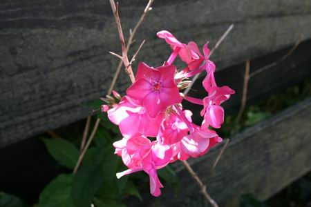 Resize_of_bloem_bij_schutting_29082