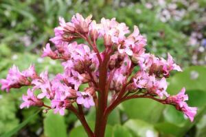 Resize of 20100509_9999_6