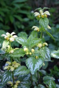 Resize of 20100505_9999_12