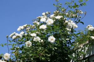 Resize of klimroos 05 27062010