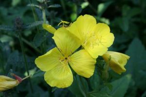 Resize of teunisbloem 04072010