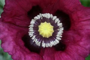 Resize of papaver 02 05072010