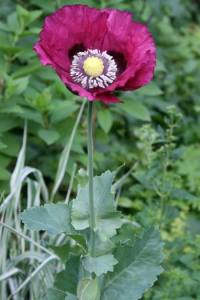 Resize of papaver 05 05072010