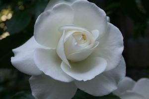 Resize of klimroos 03 27062010