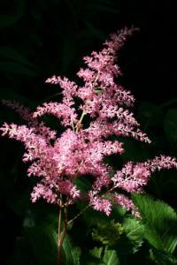 Resize of astilbe 02 04072010