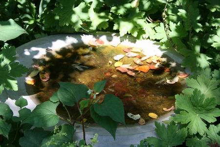 Resize of waterbak 02 04072010