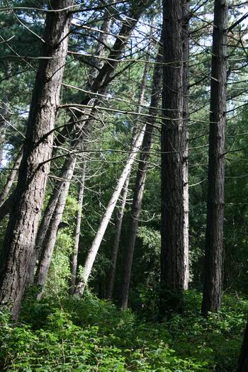 Resize of Schier 12 28082010