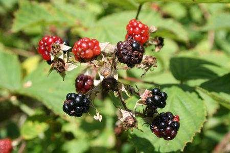 Resize of Schier 19 28082010