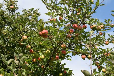 Resize of Schier 16 28082010