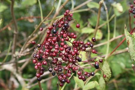 Resize of Schier 23 31082010