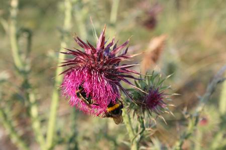 Resize of Schier 37 01092010