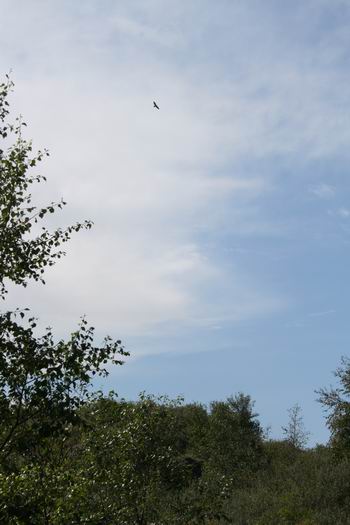 Resize of Schier 27 28082010